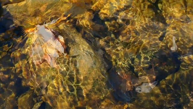 Осень, листья смотреть онлайн