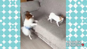 Самый верный в мире папильон. Видели видео? Фрагмент выпуска от 25.08.2019