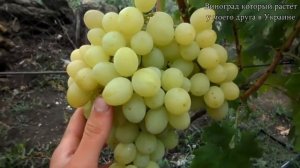 Виноград (Ермак)