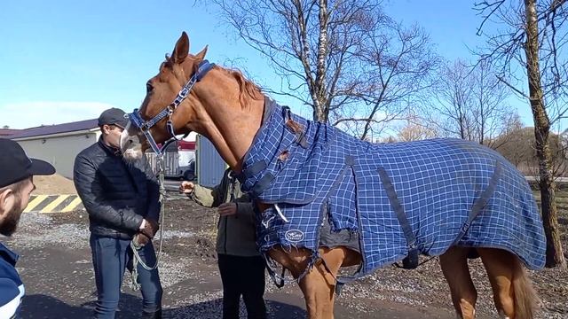 в садник смотреть онлайн