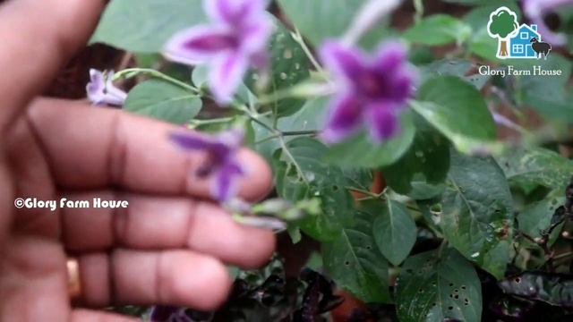 ഗാർഡനിൽ കുടുതല് പൂക്കള്ക്ക് വേണ്ടി വളര്ത്താം Chinese Violet | Glory Farm House смотреть онлайн