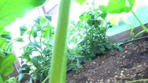 Выращивание гигантской тыквы ч.6 Ручное опыление.