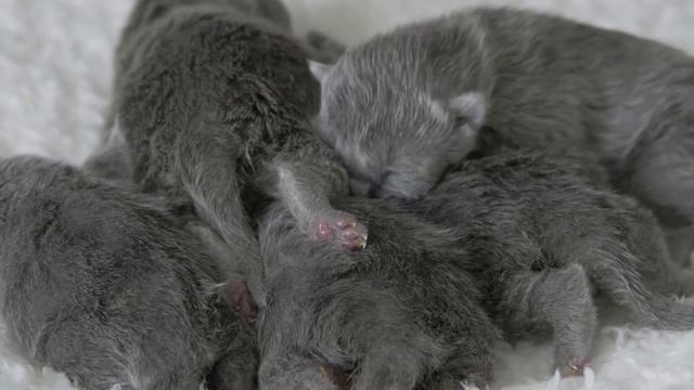 Новорожденные британские котята  (Litter- P2)
