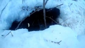 Охота на бобра зимой капканами