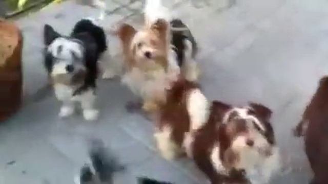Шанелька