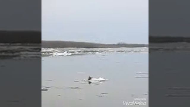 Ледоход на Оби! смотреть онлайн