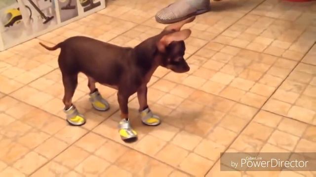 собака учится ходить в обуви смотреть онлайн