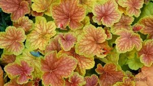 Гейхера гибридная Дельта Дон (heuchera) ? Дельта Дон обзор: как сажать, рассада гейхеры Дельта Дон