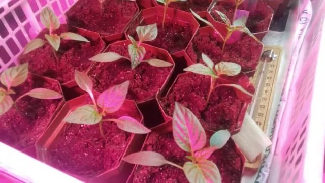 Рассада перцев и томатов после пикировки (пересадки), как приготовить грунт для рассады смотреть онлайн