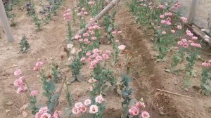 Tissue Culture of Aloka (eustoma/lisianthus) cut flower display plot.