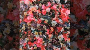 Пожалуйста, только не домой