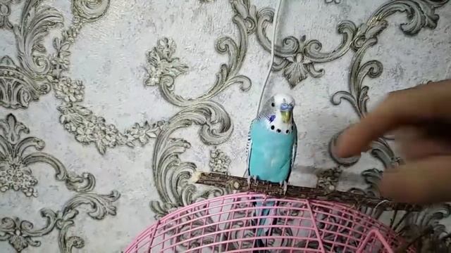 Волнистый попугай то злой и кусается I то спокойный и даёт обнимать смотреть онлайн