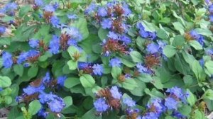 Цератостигма