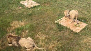 Терпение Султана и Гирея вознаграждены! Тайган. Lions brothers in Crimea!