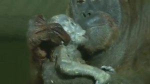 Мама орангутан с новорожденным орангутенком