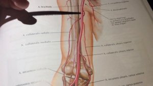3 14  Плечевая артерия