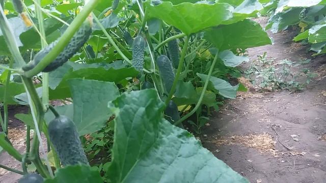 Обзор sv 4097 на17 июня 2017 р. смотреть онлайн