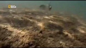 Nat Geo WILD. Человек против животного.  Нашествие медуз