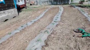 Супер способ посадки арбузов под пленку ! Лучший Вариант