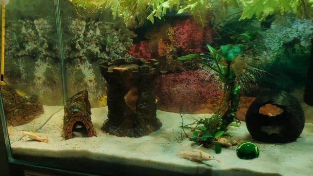 Лягушки жены как в кино смотреть онлайн