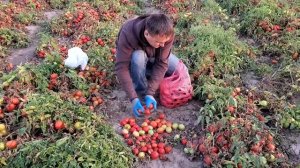 Сравнение томатов Надя и Талент 19.09.2020 г поле Бчк-7/1