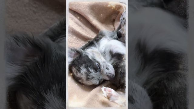 Бандитки устали #чихуахуа #маленькиесобачки #мышкабусинка смотреть онлайн