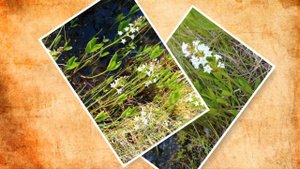 вахта трехлистная трифоль лечебные свойства