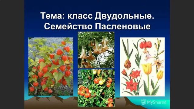 Вред ПАСЛЁНОВЫХ -  МИФ !!