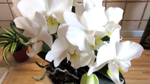 Белоснежка снова... пахнет!!!)) Ура!!! смотреть онлайн