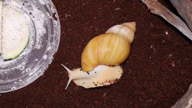 Интересные факты про улиток ахатин смотреть онлайн
