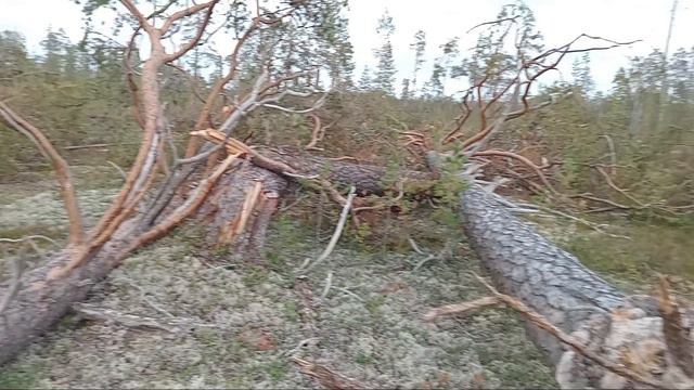 странный лес или происшествие в лесу. смотреть онлайн