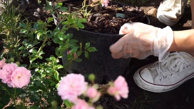 ปลูกดอกไฮเดรนเยีย Hydrangea paniculata Magical Vesuvio смотреть онлайн