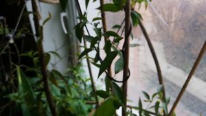 Гельземиум