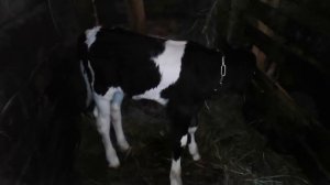 Что делать,если корова разорвала дойку!Новости о Мухе!