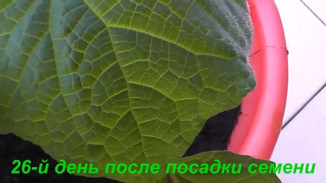 Удачный опыт! Огурцы на балконе от А до Я