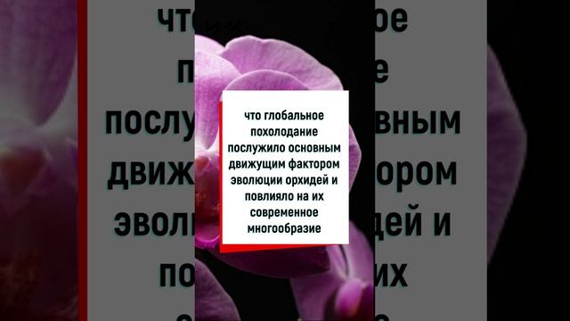 Орхидея, глобальное потепление, Орхидеи, наука, институт научных коммуникаций, ИНК, #shorts