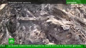 На месте немецкого концлагеря в Воронежской области обнаружили массовое захоронение