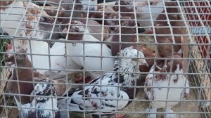 Сельские голуби. 31 07 2022 года, часть 2 г Кропоткин ярмарка голубей декоративных птиц.