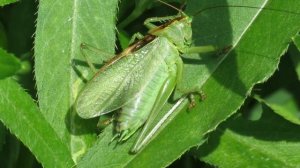 Кузнечик певчий, как стрекочет кузнечик, How the grasshopper babbles