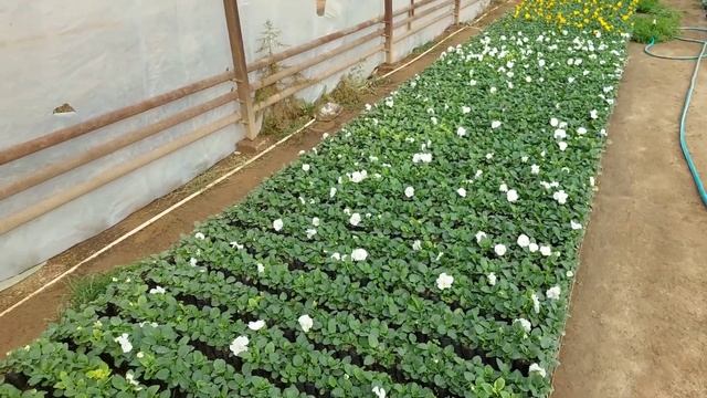 ХЛОРОЗ - это очень важно знать. ❗️ПОДОЙДЁМ К ХЛОРОЗУ С ДРУГОЙ СТОРОНЫ, ПРО ЭТО НИКТО НЕ ГОВОРИТ смотреть онлайн