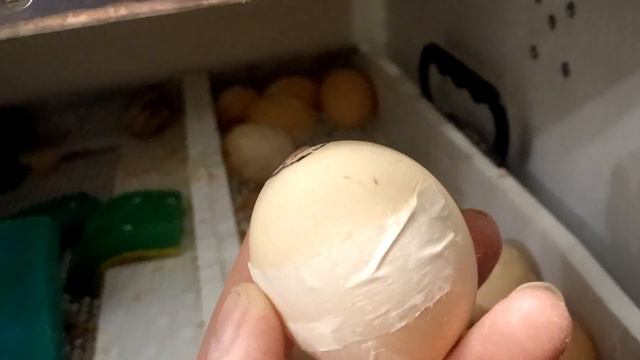 инкубация разбитых яйц