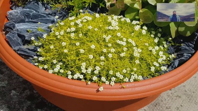 Karmnik Ościsty 'Aurea' - Sagina subulata 'Aurea' смотреть онлайн