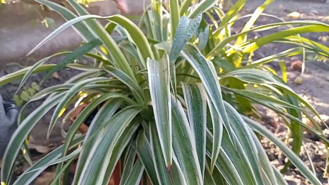 Огород проведаливоры.А у нас пересадка.