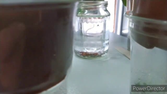 СКРУЧИВАЮТСЯ ЛИСТЬЯ У ГЛОКСИНИИ,ПРИЧИНЫ смотреть онлайн