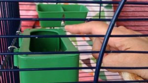 Какие кормушки для попугаев лучше. Посылка с кормушками из Китая. Новая кормушка-бассейн.