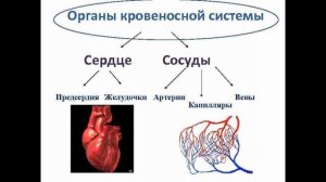 "Транспорт питательных веществ в живых организмах" /Логинова А. А./6 класс/Естествознание