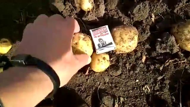 06.09.2018г. Сорт Гала. Продажа оптом вкусного картофеля. смотреть онлайн