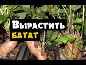 Батат выращивание рассады - как вырастить Батат