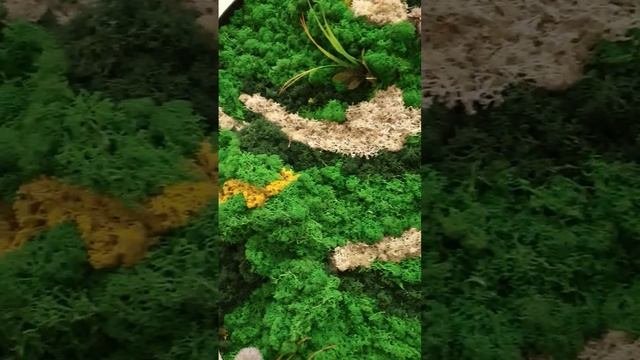 Фито панно из натурального мха. Фито панно из мха. Фитокартина.