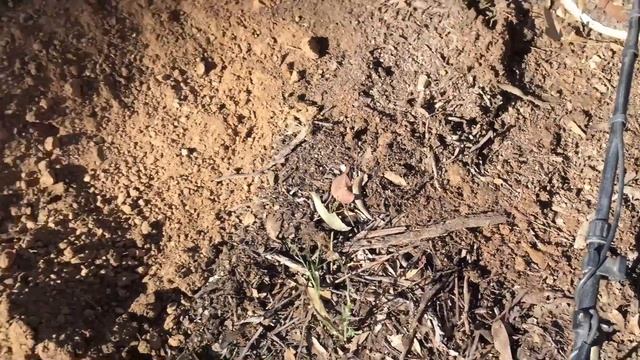 Minelab SDC & GPX gold patch смотреть онлайн